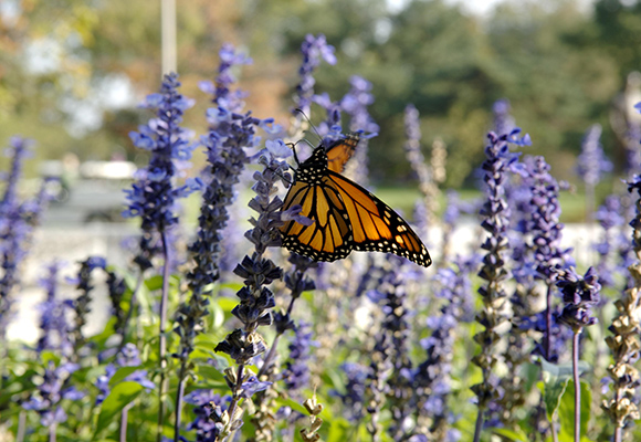 Monarch butterfly on purple flowers