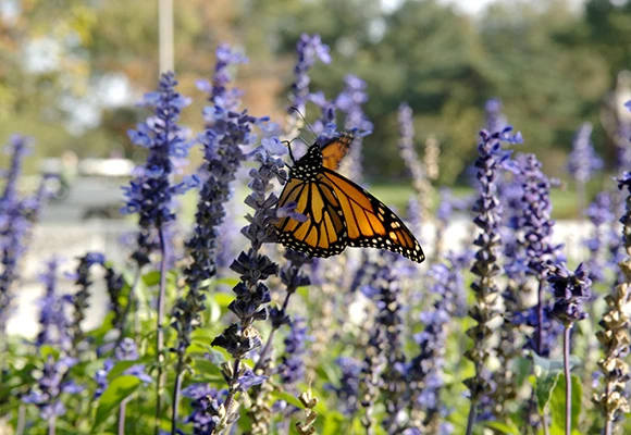 Monarch butterfly on purple flowers)